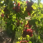 Guest house Gaestehaus Und Weingut Bernd Frieden 4*