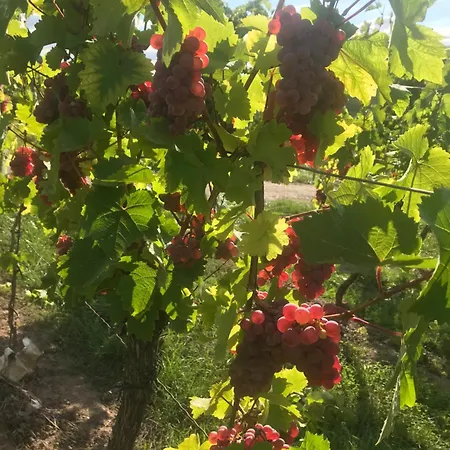 Pensión Gaestehaus Und Weingut Bernd Frieden 4*