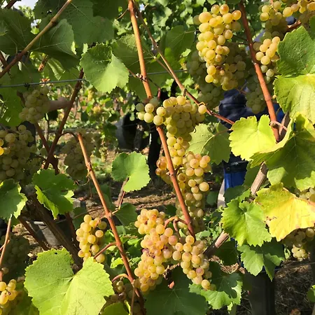 בית הארחה Gaestehaus Und Weingut Bernd Frieden