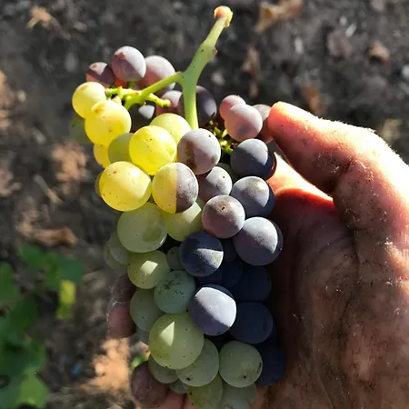 בית הארחה Gaestehaus Und Weingut Bernd Frieden ניטל
