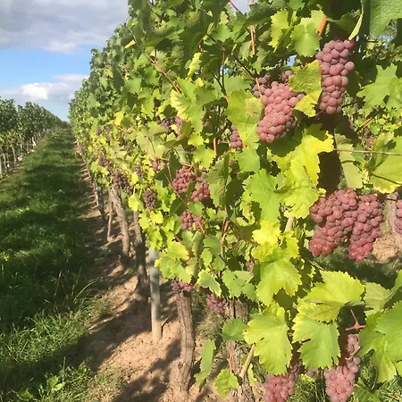 招待所 Gaestehaus Und Weingut Bernd Frieden