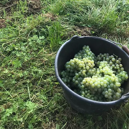 招待所 Gaestehaus Und Weingut Bernd Frieden 尼特尔