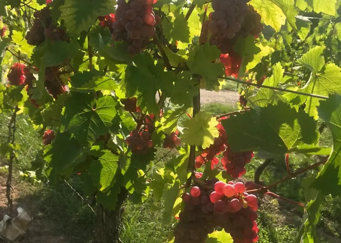 게스트하우스 Gaestehaus Und Weingut Bernd Frieden 4*