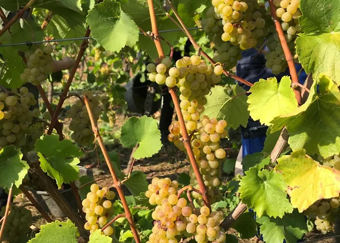 게스트하우스 Gaestehaus Und Weingut Bernd Frieden