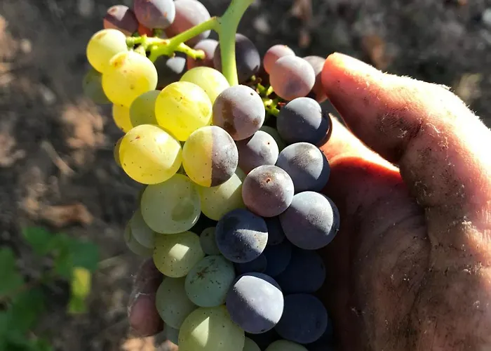 게스트하우스 Gaestehaus Und Weingut Bernd Frieden 니텔