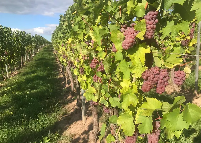 게스트하우스 Gaestehaus Und Weingut Bernd Frieden