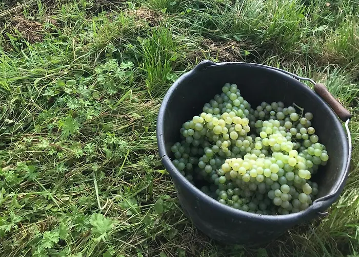 게스트하우스 Gaestehaus Und Weingut Bernd Frieden 니텔